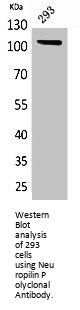 NRP1 Antibody