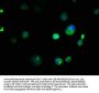 EMC8 Antibody