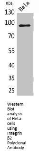 ITGB2 Antibody