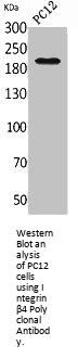 ITGB4 Antibody