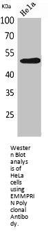 BSG Antibody