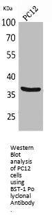 BST1 Antibody