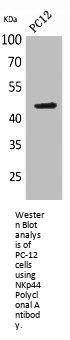 NCR2 Antibody