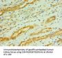 CPA1 Antibody
