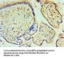 CPA1 Antibody
