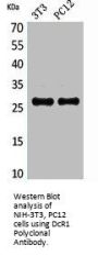 TNFRSF10C Antibody