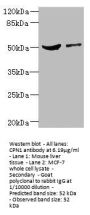 CPN1 Antibody