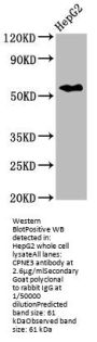 CPNE3 Antibody