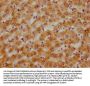 CPNE3 Antibody