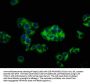 CPNE3 Antibody