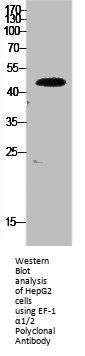 EEF1A1/EEF1A2/EEF1A1P5 Antibody