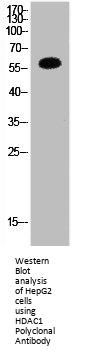 HDAC1 Antibody