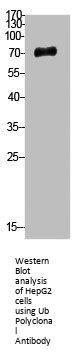 UBA52/RPS27A/UBB/UBC Antibody