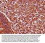 CR2 Antibody