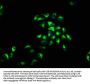 CR2 Antibody