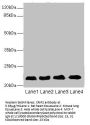 CRIP2 Antibody