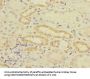 CRIP2 Antibody
