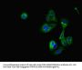 CRIP2 Antibody