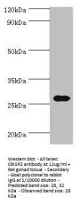 CRISP2 Antibody