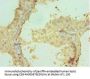 CRISP2 Antibody