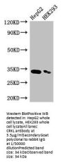 CRKL Antibody
