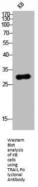 TNFSF10 Antibody