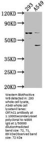 CRTAC1 Antibody