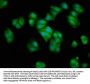 CRYAA Antibody