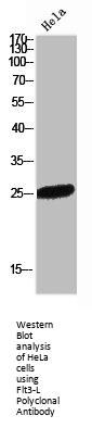 FLT3LG Antibody