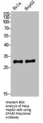 SPARC Antibody
