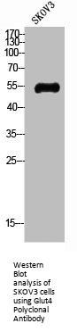 Glut4 Polyclonal Antibody