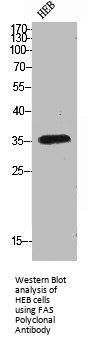 FAS Antibody