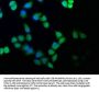 CSE1L Antibody