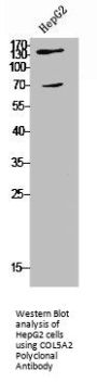 COL5A2 Antibody