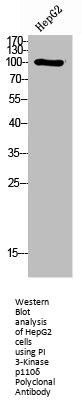 PIK3CD Antibody
