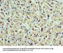 CST7 Antibody