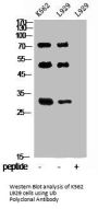 UBA52/RPS27A/UBB/UBC Antibody