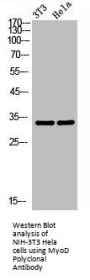 MYOD1 Antibody