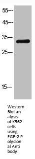FGF2 Antibody