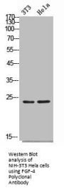 FGF4 Antibody