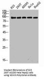 DDIAS Antibody