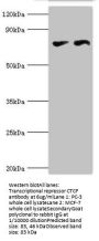 CTCF Antibody