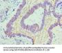 CTCF Antibody