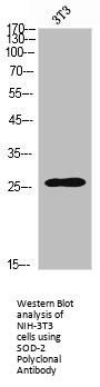 SOD2 Antibody
