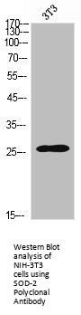 SOD2 Antibody