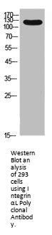 ITGAL Antibody