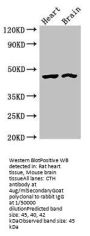 CTH Antibody