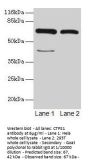 CTPS1 Antibody
