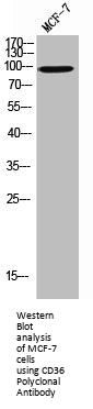 CD36 Antibody