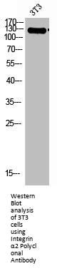 ITGA2 Antibody